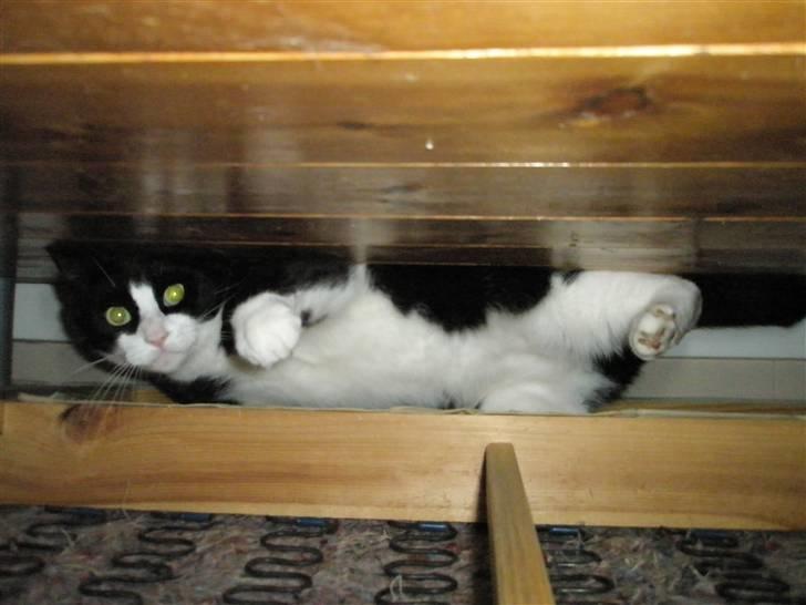 Huskat Basse billede 6