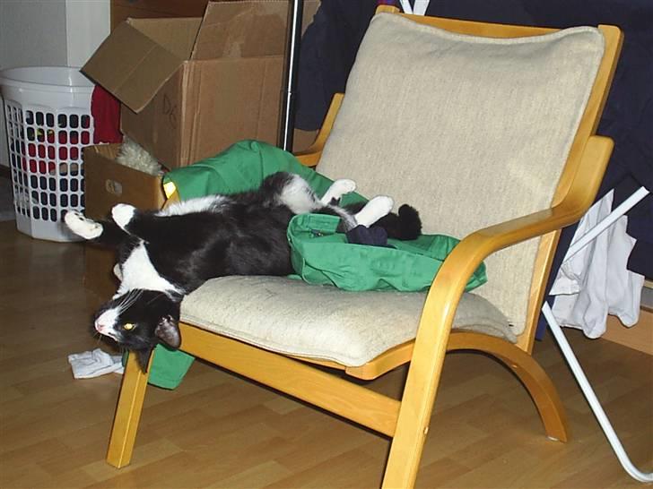 Huskat Pjevs billede 1