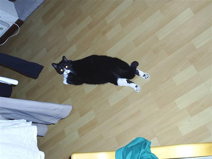 Huskat Pjevs billede 2