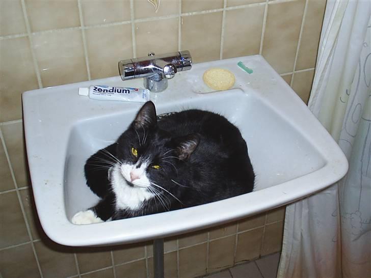 Huskat Pjevs billede 3