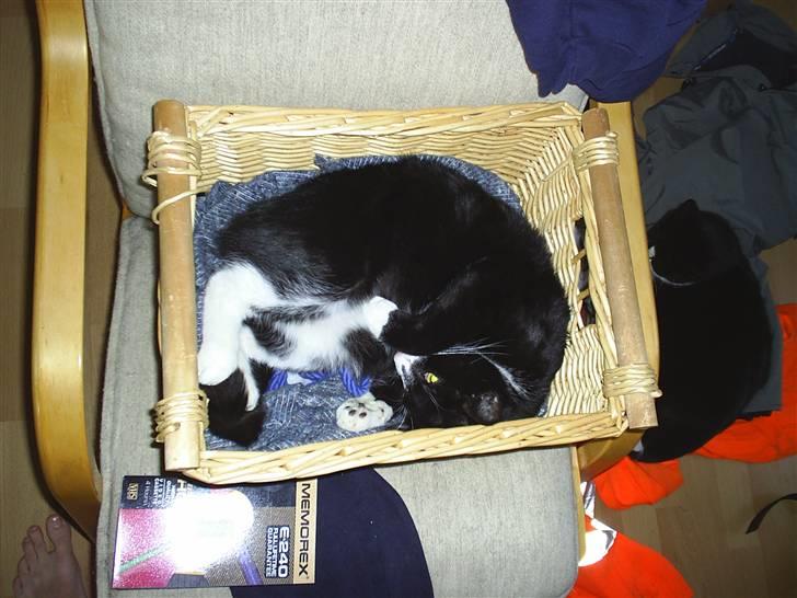 Huskat Pjevs billede 4