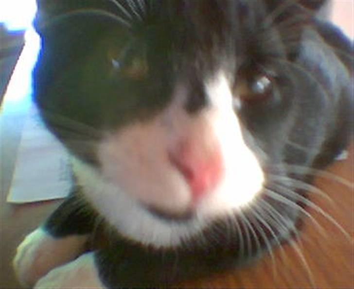 Huskat Pjevs billede 5