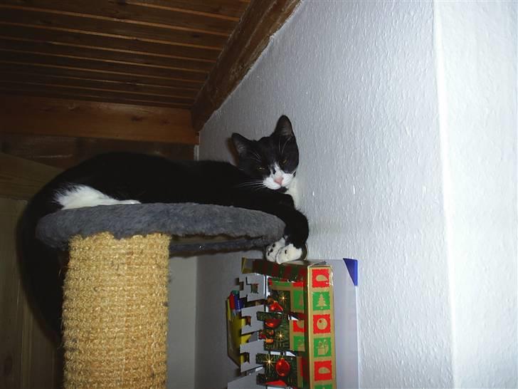 Huskat Pjevs billede 6