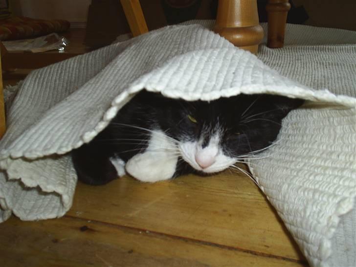 Huskat Pjevs billede 7