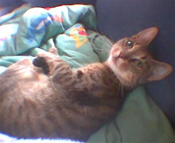 Huskat Lillepigen billede 2