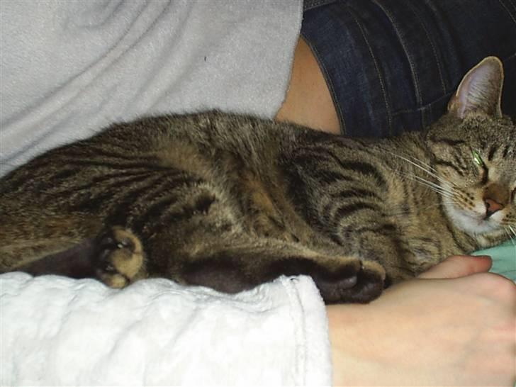 Huskat Lillepigen billede 3