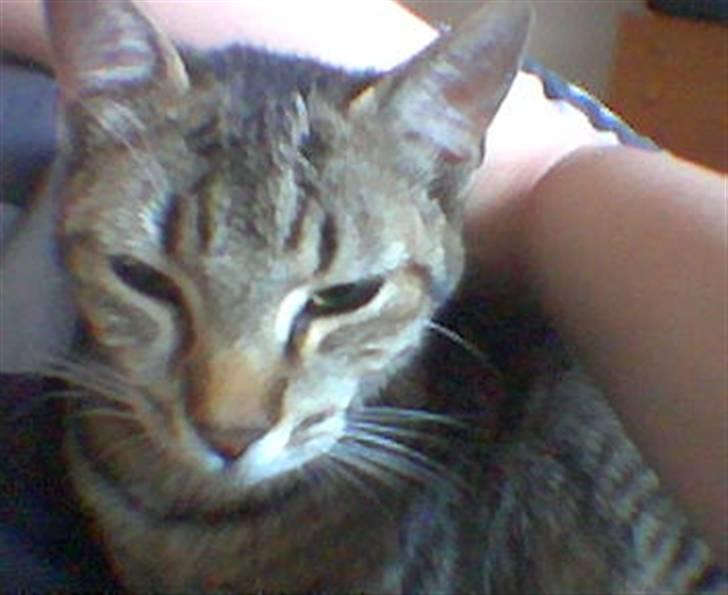 Huskat Lillepigen billede 5