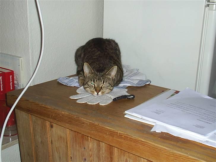 Huskat Lillepigen billede 6