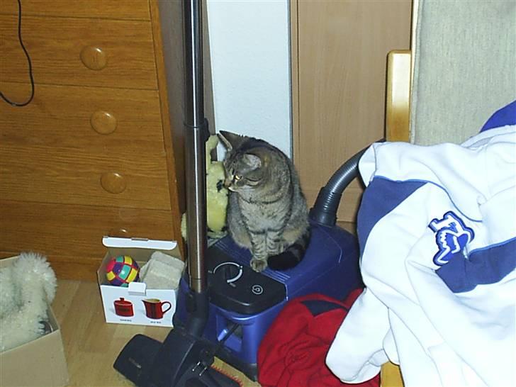 Huskat Lillepigen - Missen og Miele billede 7