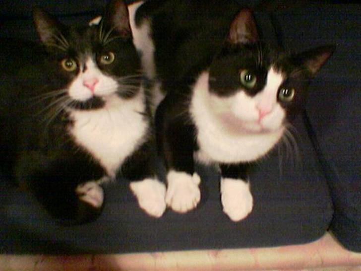 Huskat Pjevs billede 8