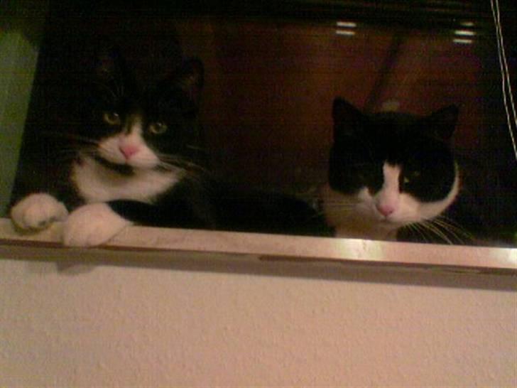 Huskat Pjevs billede 9