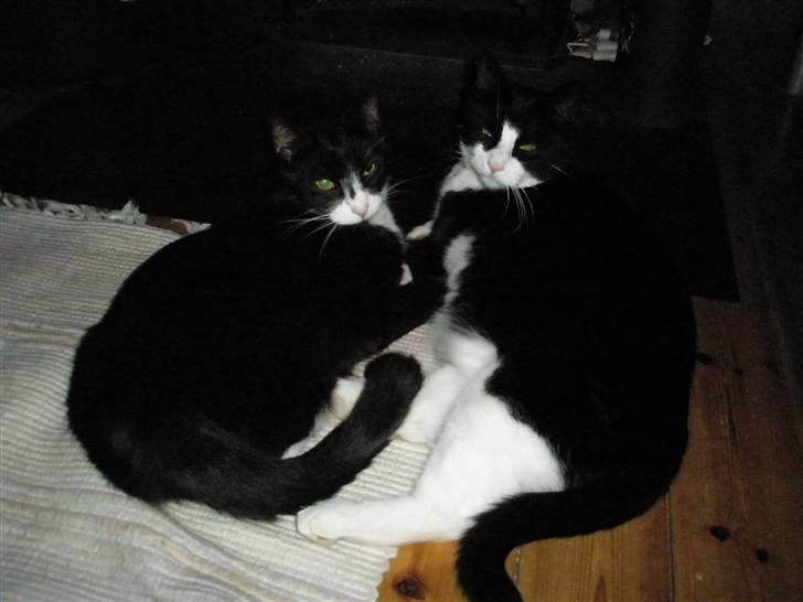 Huskat Pjevs billede 10