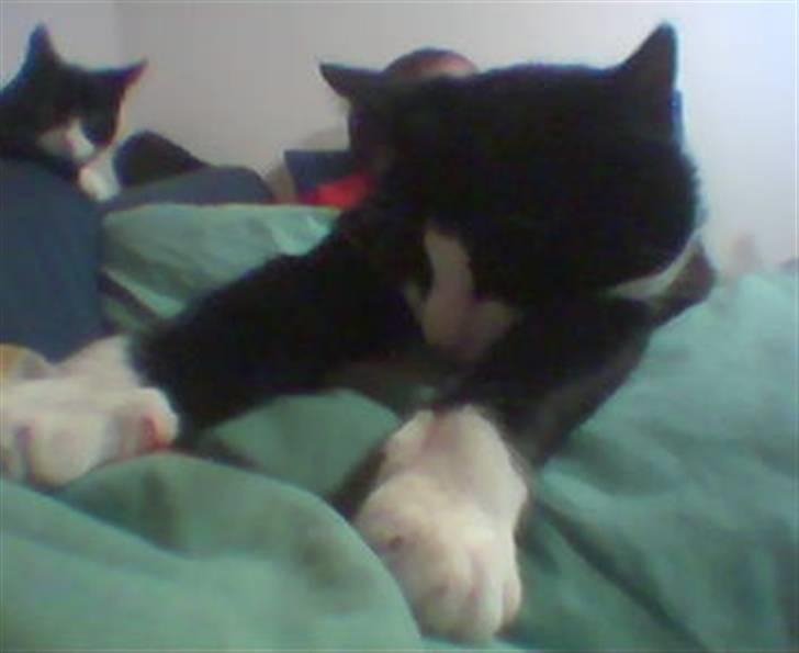 Huskat Basse billede 7