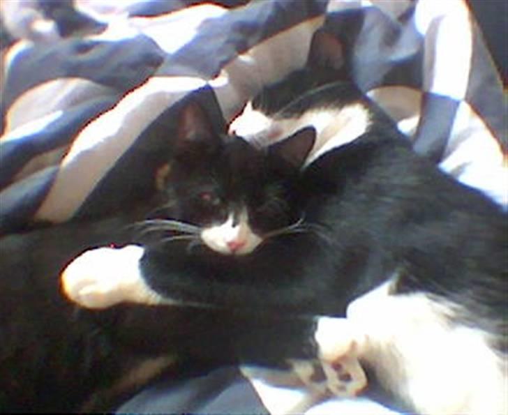 Huskat Basse - Brødre... billede 8