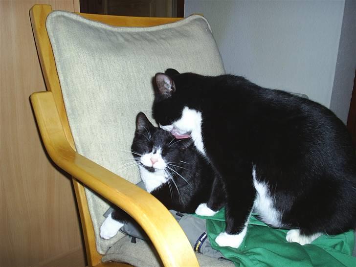 Huskat Basse billede 9