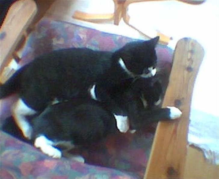 Huskat Basse billede 10