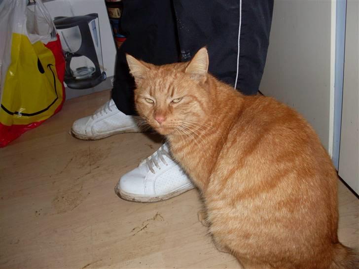 Huskat Garfield billede 1