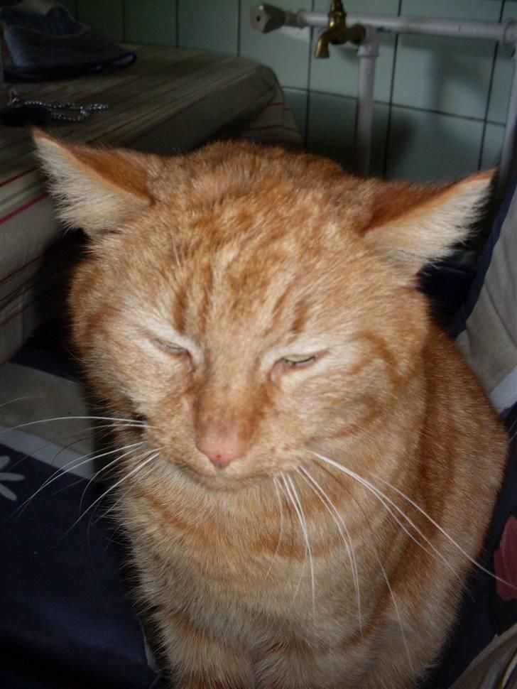 Huskat Garfield billede 2