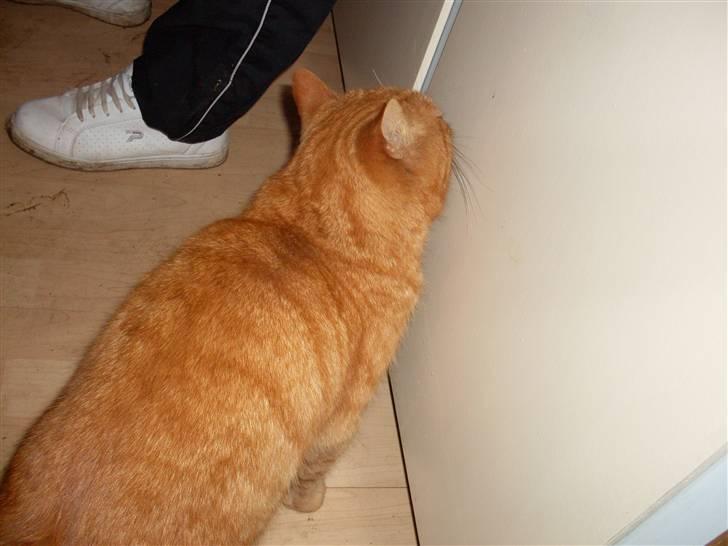 Huskat Garfield billede 4