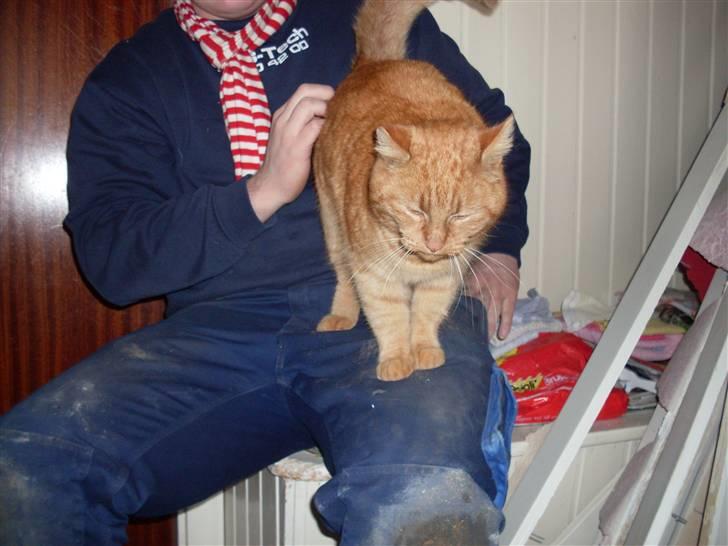 Huskat Garfield billede 6