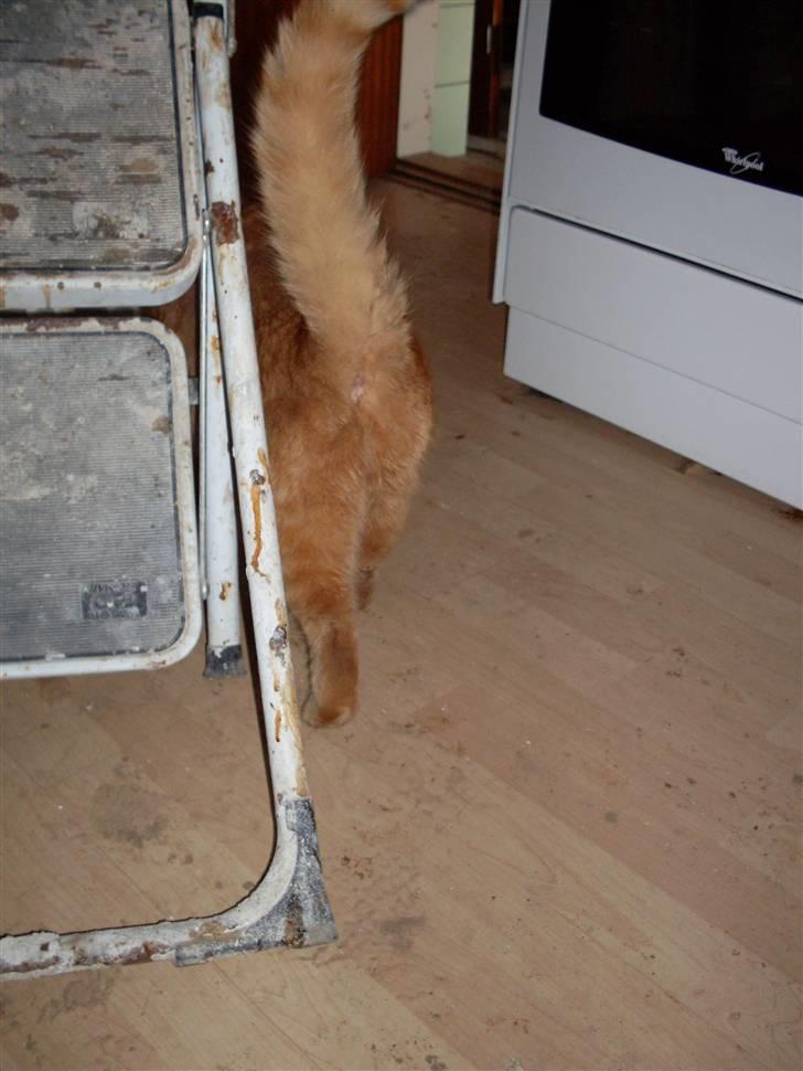 Huskat Garfield billede 7