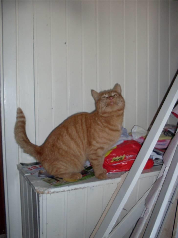 Huskat Garfield billede 8