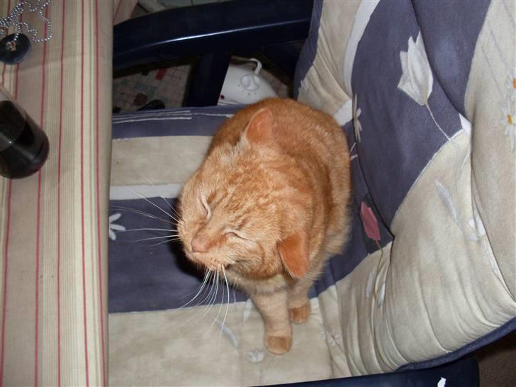 Huskat Garfield billede 9