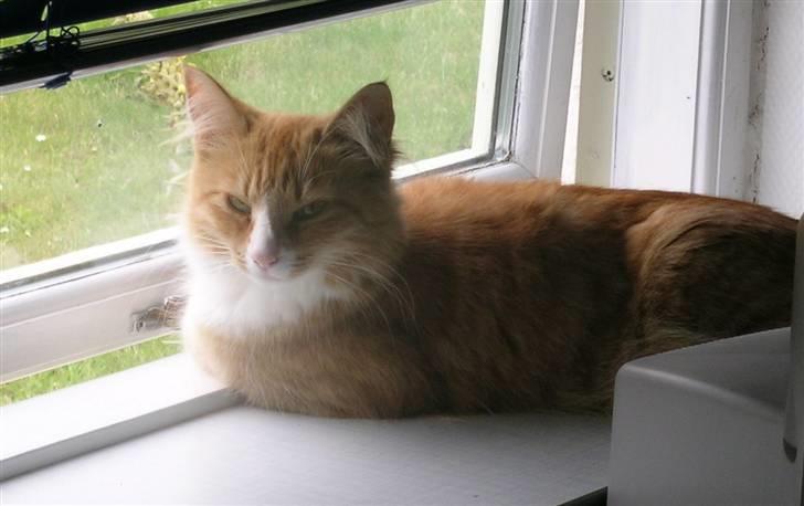 Norsk Skovkat Kajensas Miss Mille - Elsker at se ud på fuglene billede 12