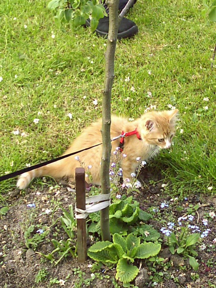 Norsk Skovkat Kajensas Miss Mille - Mille som killing, 13 uger billede 13