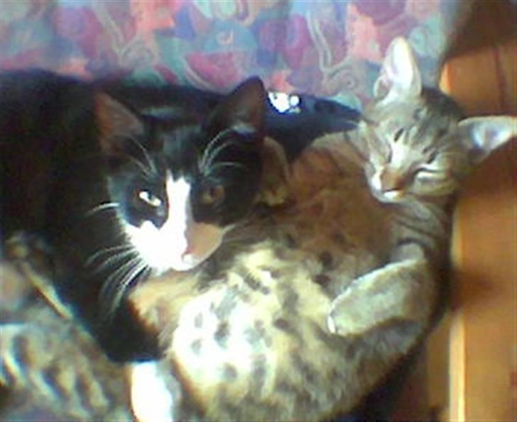 Huskat Basse billede 11