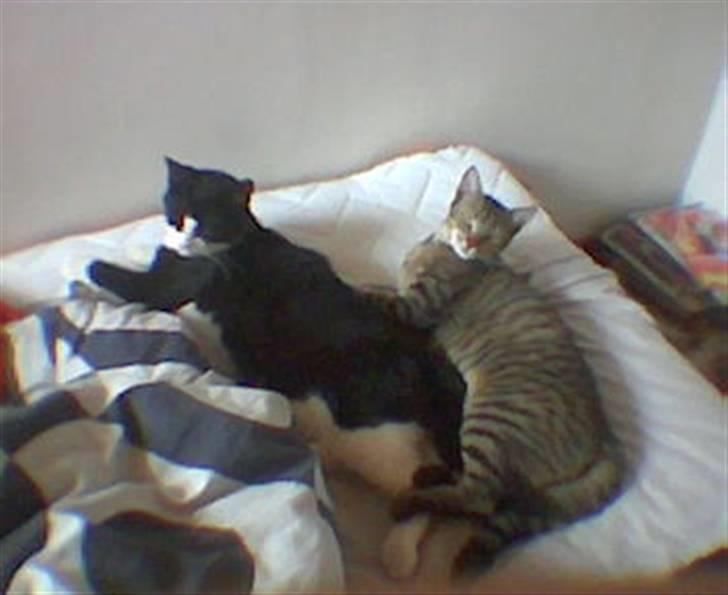 Huskat Basse billede 12