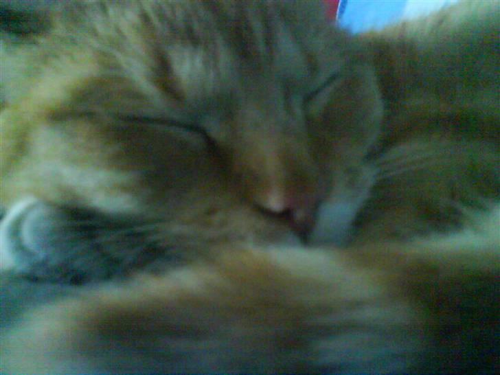 Huskat Muddi billede 11