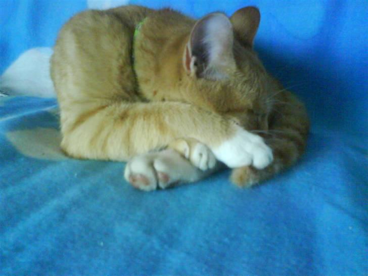 Huskat Muddi billede 12