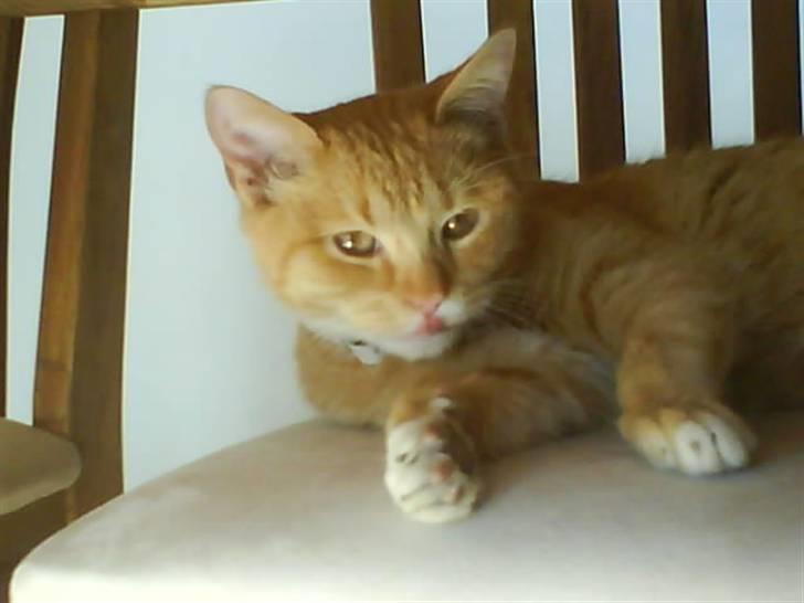 Huskat Muddi billede 13