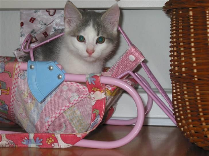 Huskat Viktor - Velkommen til Viktors profil....Her ses min søde kat som killing:-) billede 1