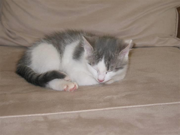 Huskat Viktor - Oss som killing..Er han ikk sød?? billede 2