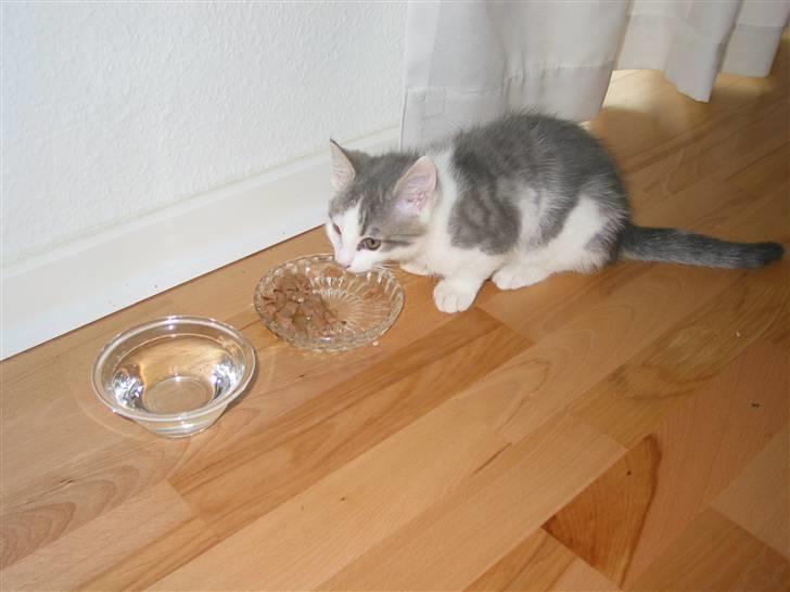 Huskat Viktor - Allerede fra han var helt lille, var han vild med mad<3 billede 3