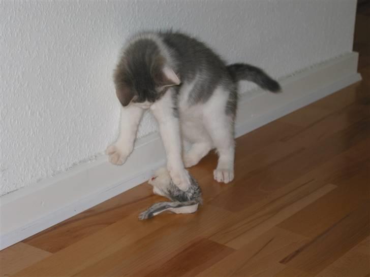 Huskat Viktor - Sådan en dum mus...... billede 4