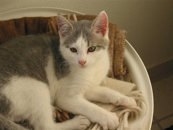 Huskat Viktor - Viktor har altid været glad for at ligge i kasser, tasker og alt hva der minder om en hule billede 5