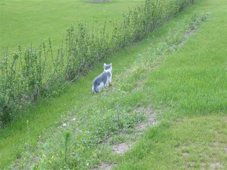 Huskat Viktor - Første gang han er i haven på egen hånd billede 6