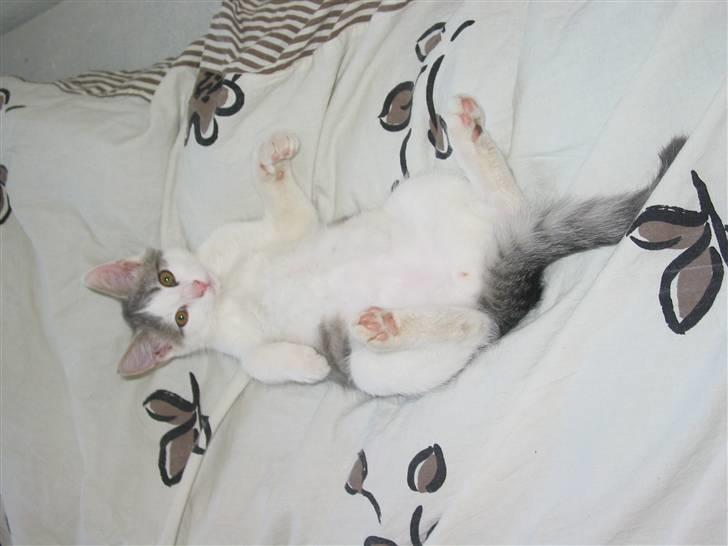 Huskat Viktor - hihi...hi..hiii.......!! billede 7