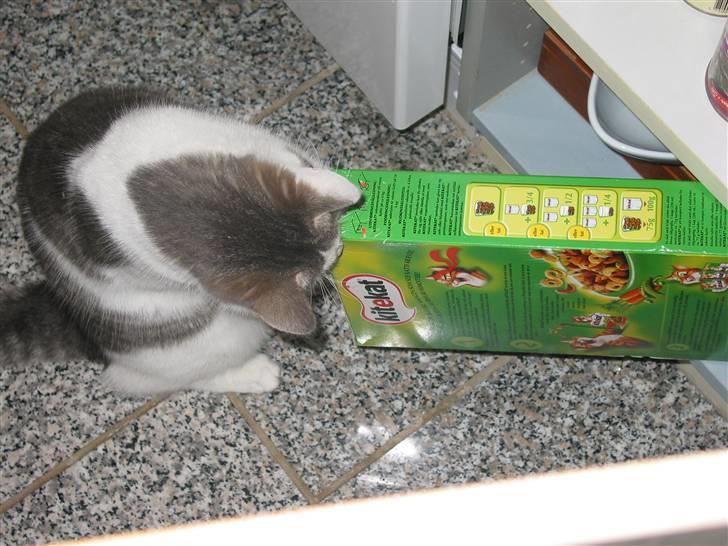 Huskat Viktor - Hugger mad i skabet.....<3 billede 8