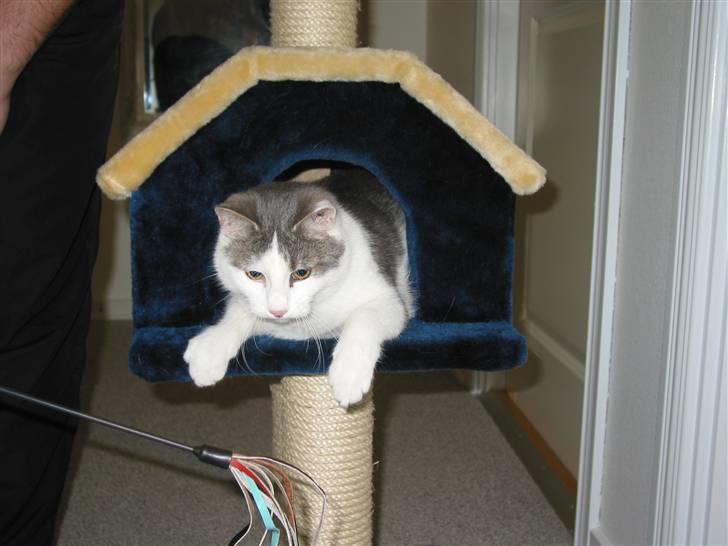 Huskat Viktor - <3<3<3....<3<3... billede 9