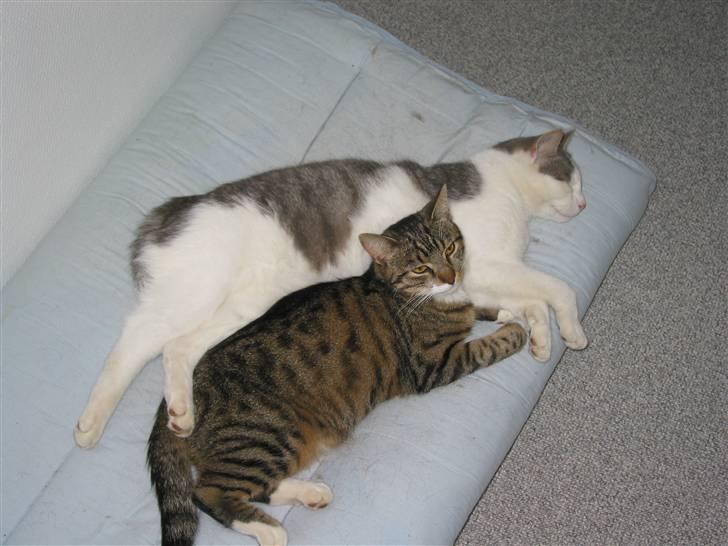 Huskat Viktor - Sover med sin gode ven, Fenja<3 billede 10