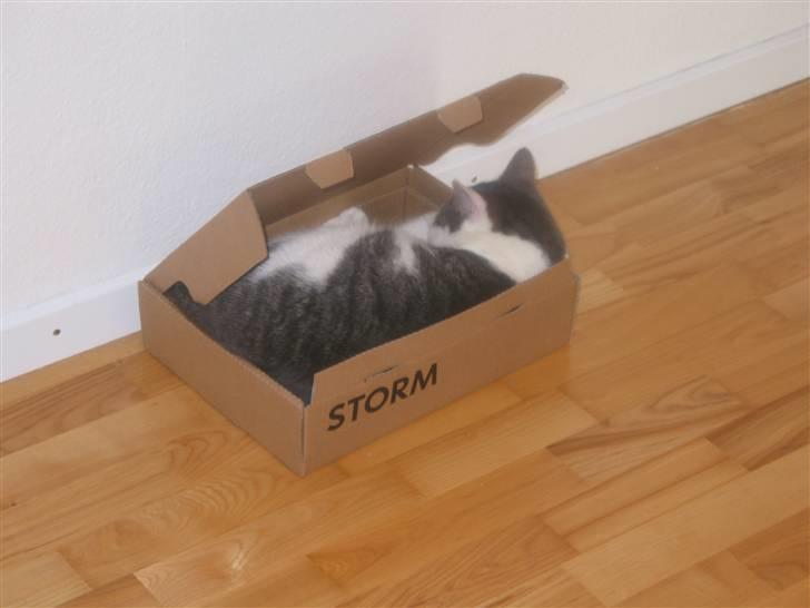 Huskat Viktor - Så så han en kasse, og hvad skulle han så?.......Op i den, selvfølgelig<3 billede 11