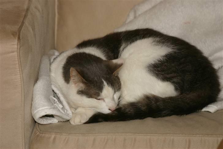 Huskat Viktor - Viktor som han ser ud idag<3<3 billede 12