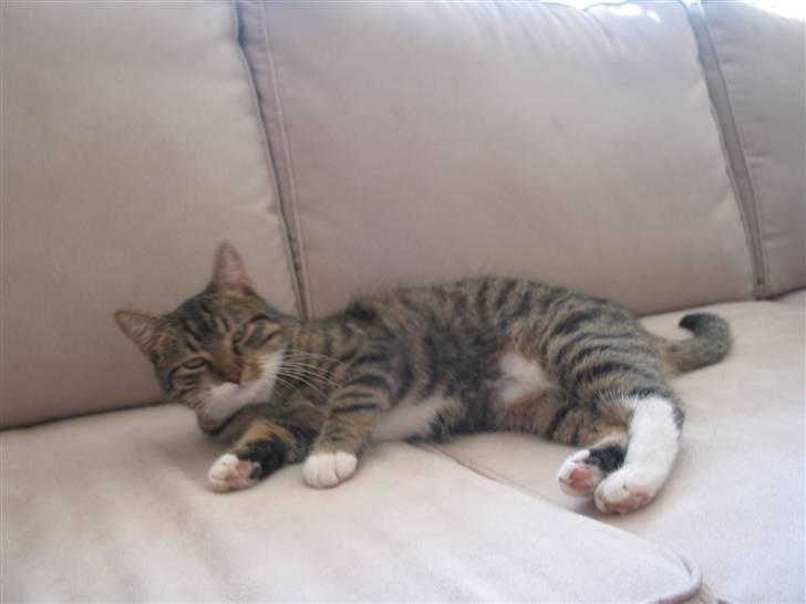 Huskat Fenja - Jeg tar lige en slapper<3<3 billede 2