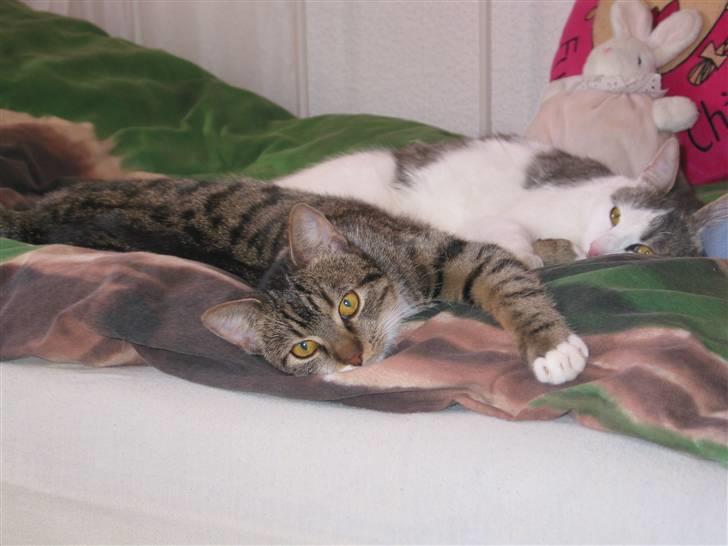 Huskat Fenja - Fenja hygger med Viktor (viktor har oss en profil herinde) billede 3