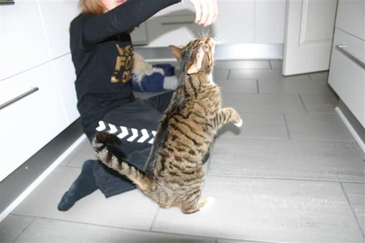 Huskat Fenja - Er hun ikk dygtig??...<3 billede 4