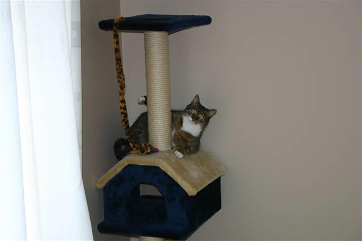 Huskat Fenja - SE...<3 en lille model billede 5